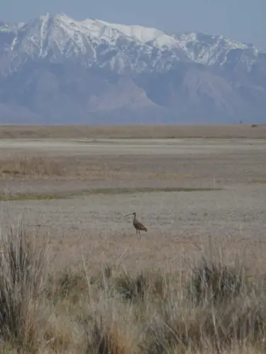 We're Considering Moving to Utah Bear River Migratory Bird Refuge 1