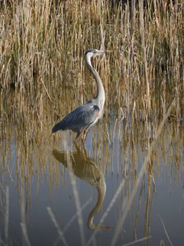 We're Considering Moving to Utah Bear River Migratory Bird Refuge 2