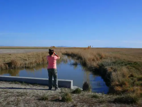 We're Considering Moving to Utah Bear River Migratory Bird Refuge 3