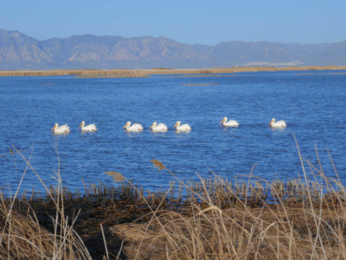 We're Considering Moving to Utah Bear River Migratory Bird Refuge 6