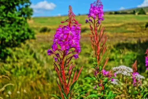 West Highland Way 13