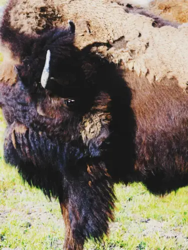 Yellowstone itinerary beautiful bison