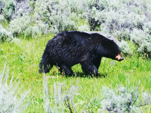Yellowstone itinerary black bear