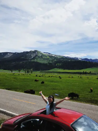 Yellowstone itinerary driving through the lamar valley