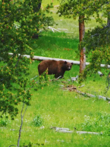 Yellowstone itinerary grizzly bear