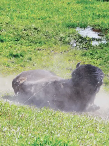 Yellowstone itinerary lamar valley bison rolling in dirt