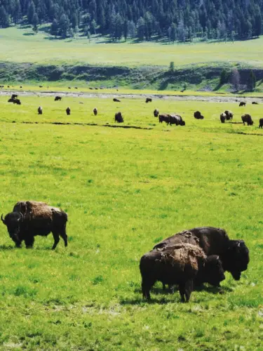 Yellowstone itinerary lamar valley bison