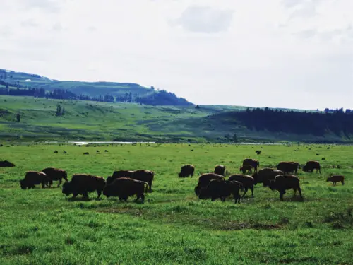 Yellowstone itinerary lamar valley luscious landscape