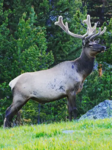 Yellowstone itinerary upper massive elk antlers