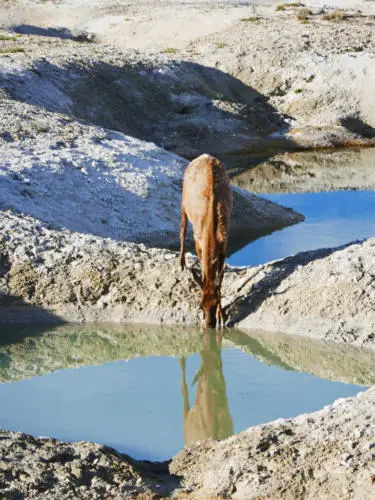 Yellowstone itinerary west thumb geyser basin elk drinking