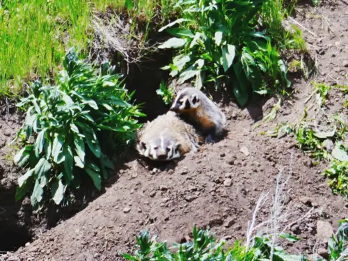 Yellowstone itinerary wildlife badger