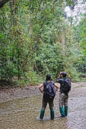 exploring borneo island birding