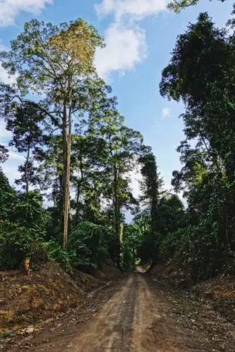 exploring borneo island borneo rainforest road dirt road