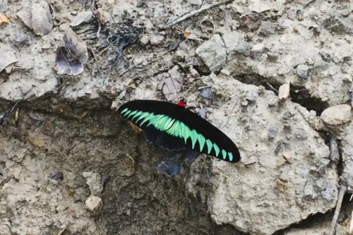 exploring borneo island butterfly