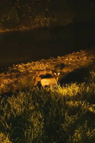 exploring borneo island deer