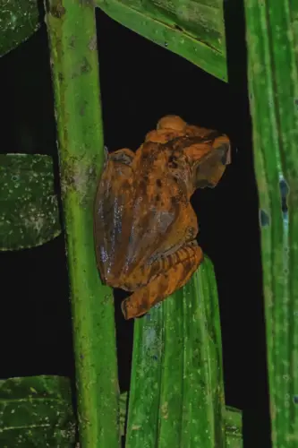 exploring borneo island frog in bushes