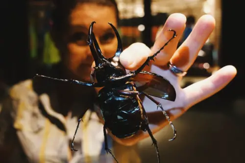 exploring borneo island giant rhinoceros beetle