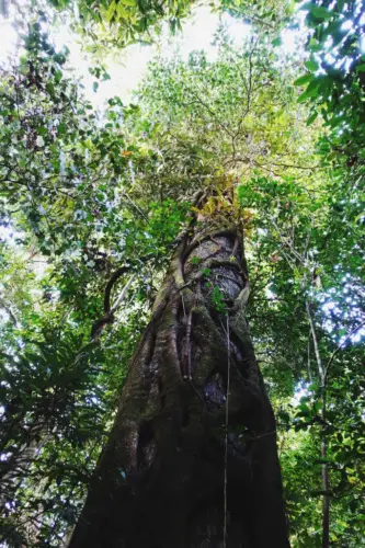 exploring borneo island looking up at world's tallest trees