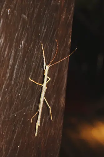 exploring borneo island stick bug