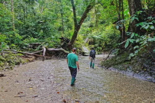 exploring borneo island walking through a stream