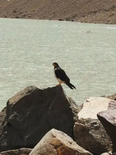 peregrine falcon el chalten