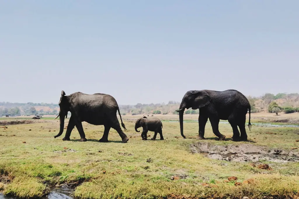 chobe national park botswana elephants baby elephant