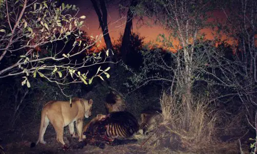 Planning Your First Safari? Here’s What Most Beginners Get Wrong