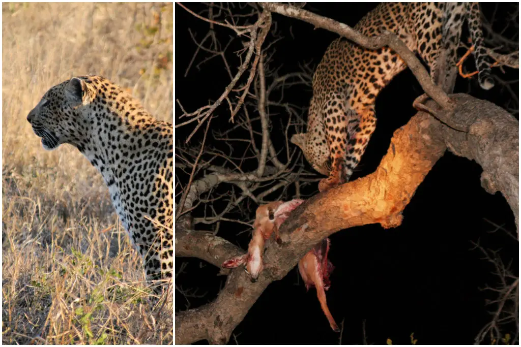 arathusa sabi sands private game reserve leopard kill steenbok