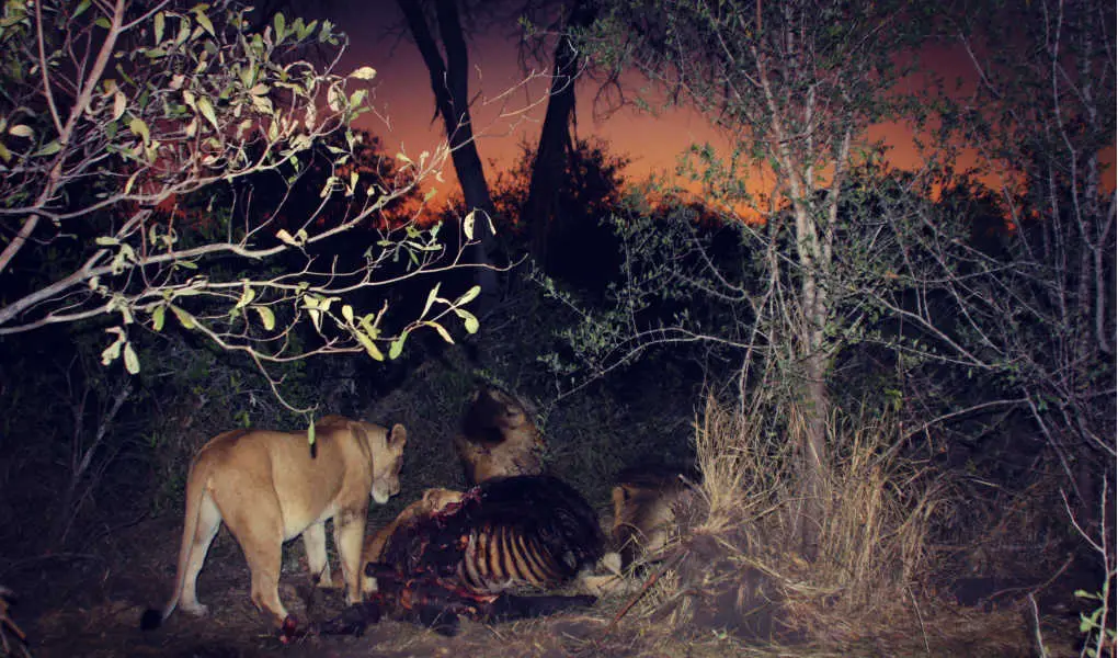 night game drive arathusa lion kill water buffalo sabi sands